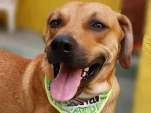 Cachorro raça SRD-ViraLata idade 3 anos nome CARAMELO