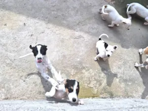 Cachorro raça Vira lata idade Abaixo de 2 meses nome Fred