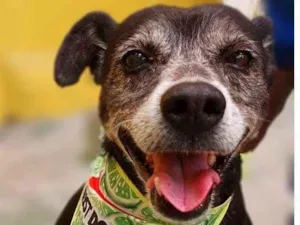 Cachorro raça SRD-ViraLata idade 6 ou mais anos nome PEPINO