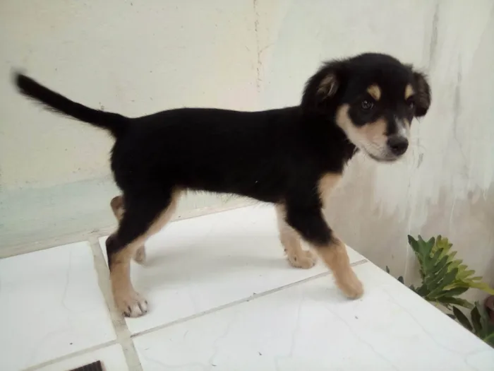 Cachorro ra a Pastor idade Abaixo de 2 meses nome Bolinha