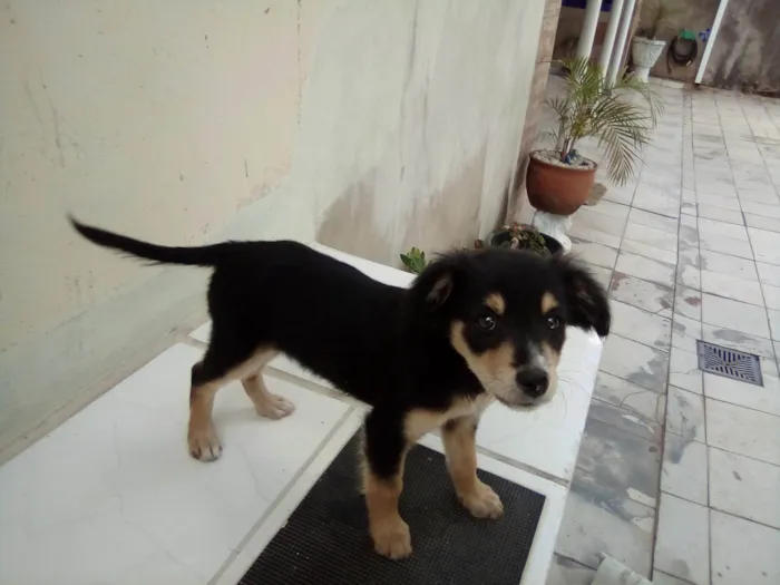 Cachorro ra a Pastor idade Abaixo de 2 meses nome Bolinha