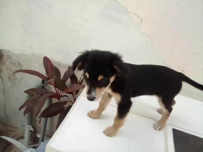 Cachorro ra a Pastor idade Abaixo de 2 meses nome Bolinha