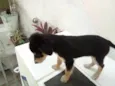 Bolinha