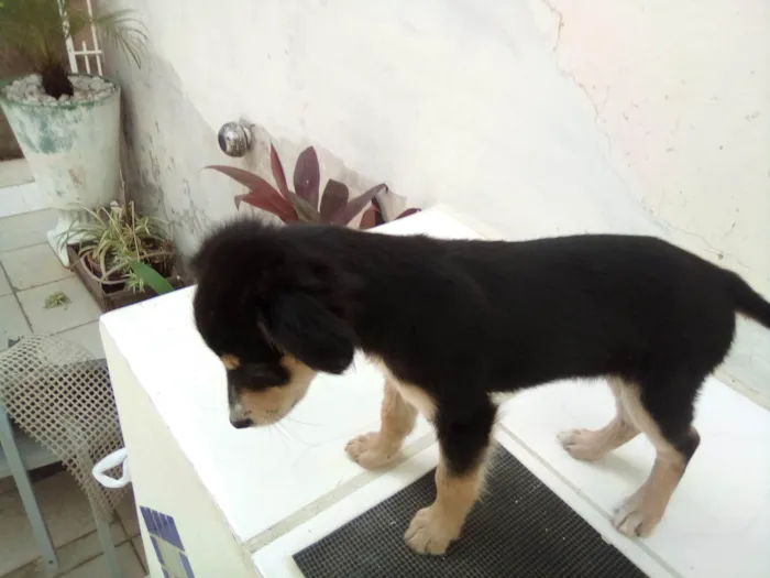 Cachorro ra a Pastor idade Abaixo de 2 meses nome Bolinha