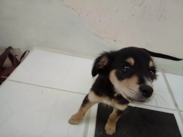 Cachorro ra a Pastor idade Abaixo de 2 meses nome Bolinha