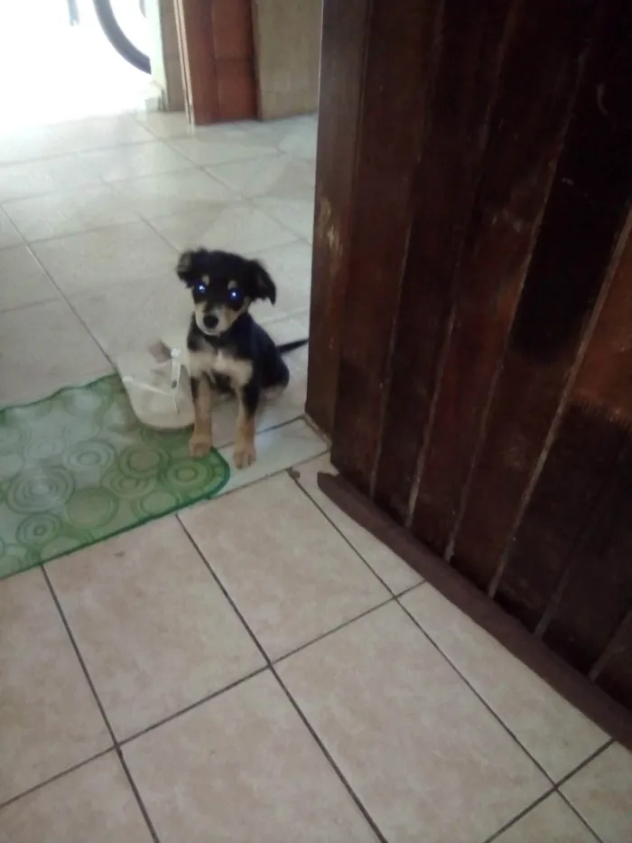 Cachorro ra a Pastor idade Abaixo de 2 meses nome Bolinha