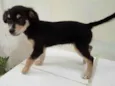 Bolinha