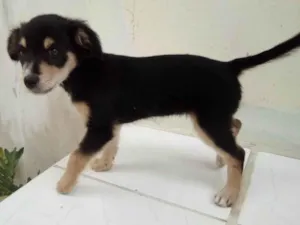 Cachorro raça Pastor idade Abaixo de 2 meses nome Bolinha