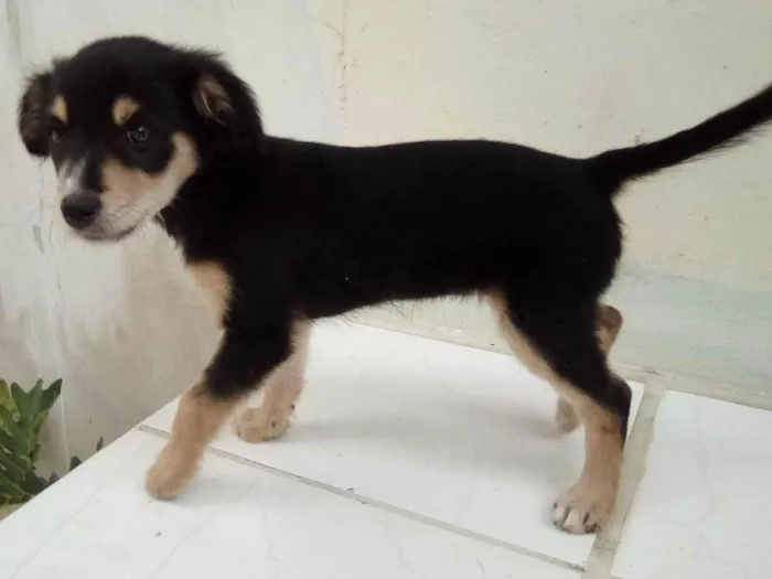 Cachorro ra a Pastor idade Abaixo de 2 meses nome Bolinha