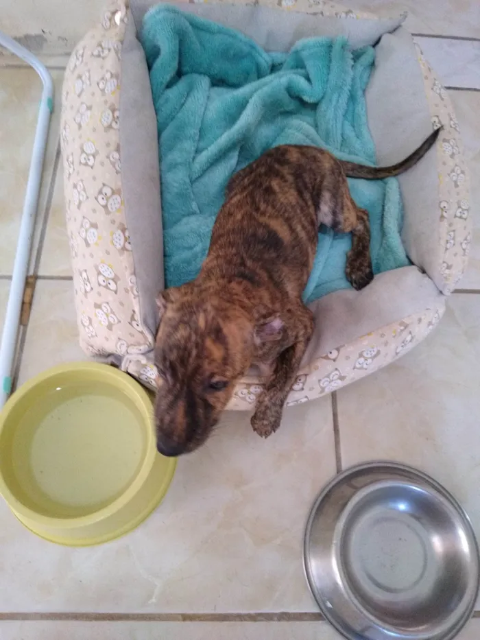 Cachorro ra a SRD idade 2 a 6 meses nome Honey