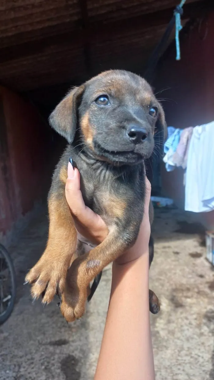 Cachorro ra a Vira lata idade 2 a 6 meses nome Juju. Zara. Lina