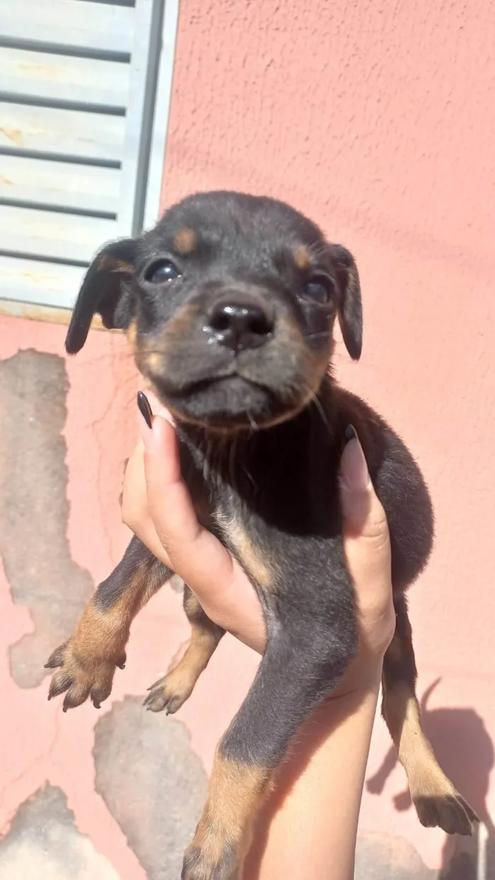 Cachorro ra a Vira lata idade 2 a 6 meses nome Juju. Zara. Lina