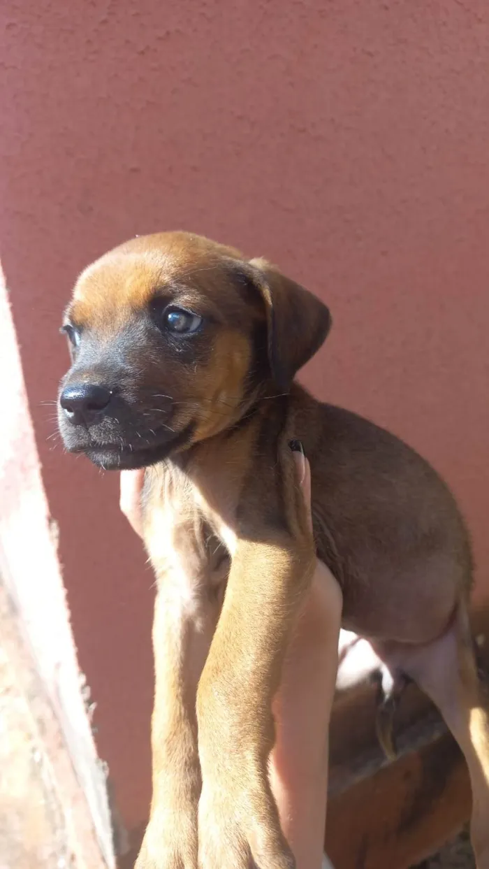 Cachorro ra a Vira lata idade 2 a 6 meses nome Juju. Zara. Lina