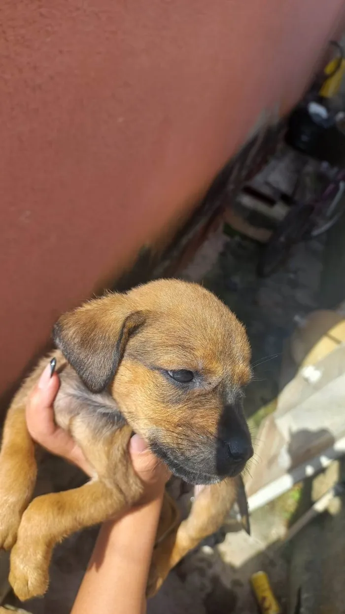 Cachorro ra a Vira lata idade 2 a 6 meses nome Juju. Zara. Lina