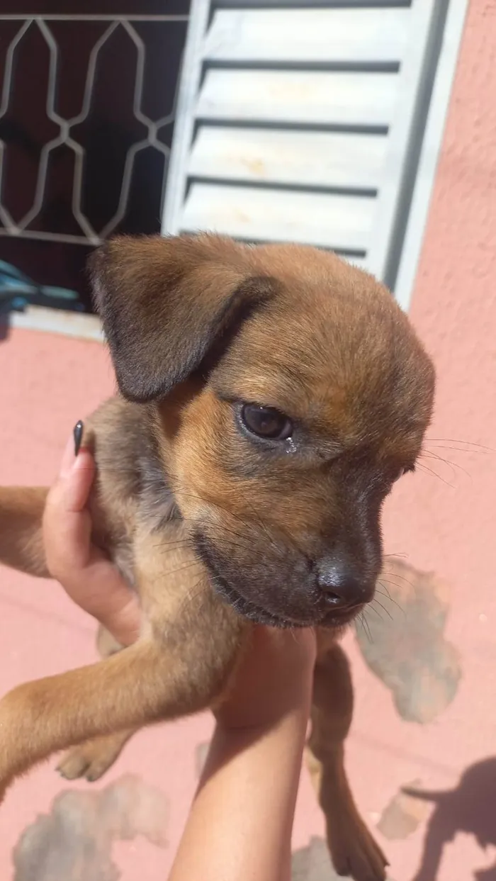 Cachorro ra a Vira lata idade 2 a 6 meses nome Juju. Zara. Lina