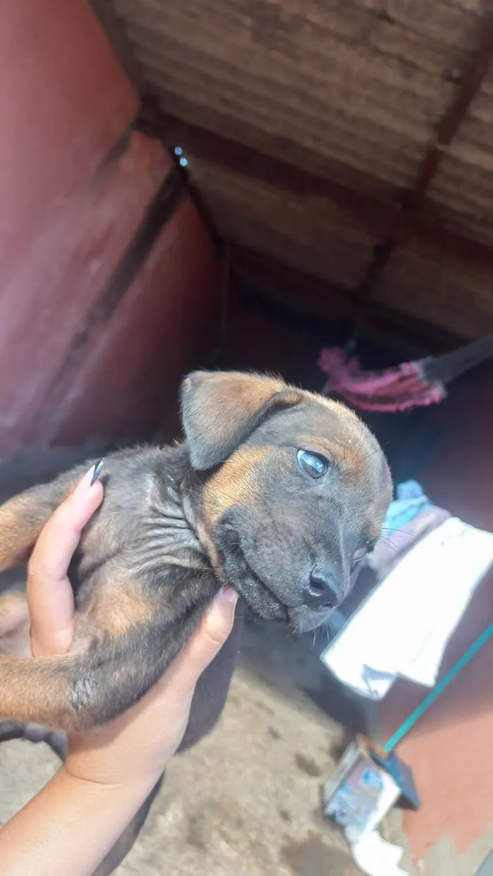 Cachorro ra a Vira lata idade 2 a 6 meses nome Juju. Zara. Lina