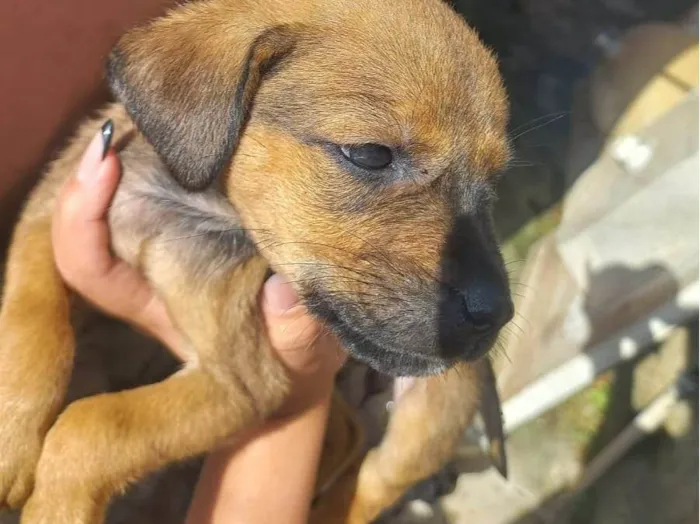 Cachorro ra a Vira lata idade 2 a 6 meses nome Juju. Zara. Lina
