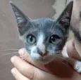 Mia