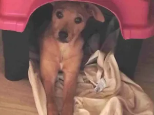 Cachorro raça Mestiça idade 2 a 6 meses nome Meg