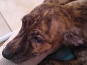 Cachorro raça SRD idade 2 a 6 meses nome Honey