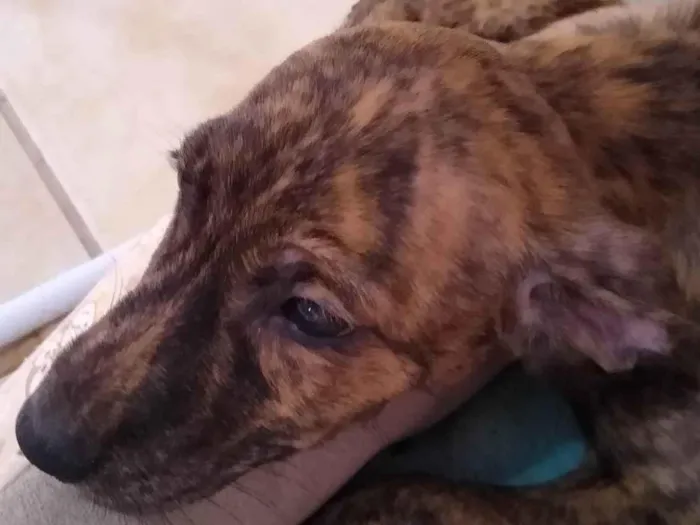 Cachorro ra a SRD idade 2 a 6 meses nome Honey