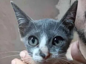 Gato raça Peluda idade 2 a 6 meses nome Mia 