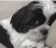 Bob 