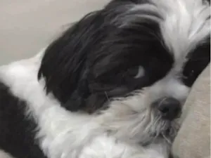 Cachorro raça Shitzu idade 1 ano nome Bob 