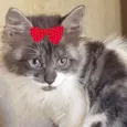Sofia 