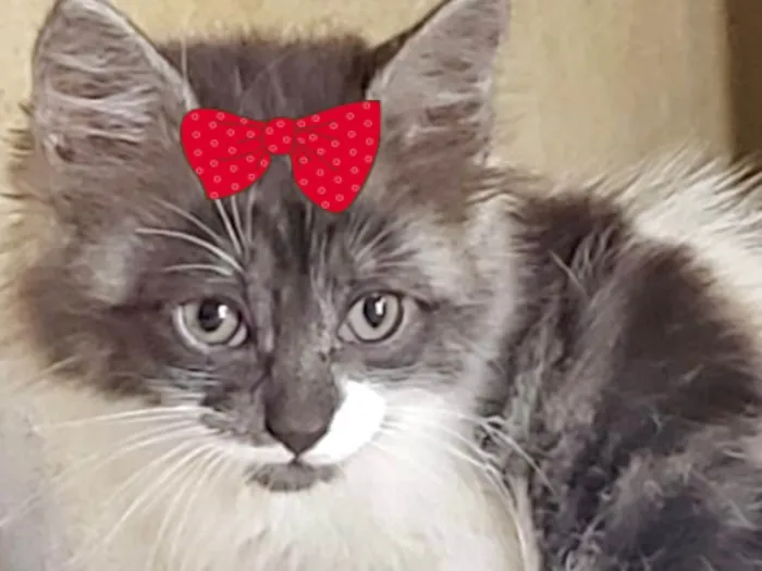 Gato ra a Mestica  idade 2 a 6 meses nome Sofia 