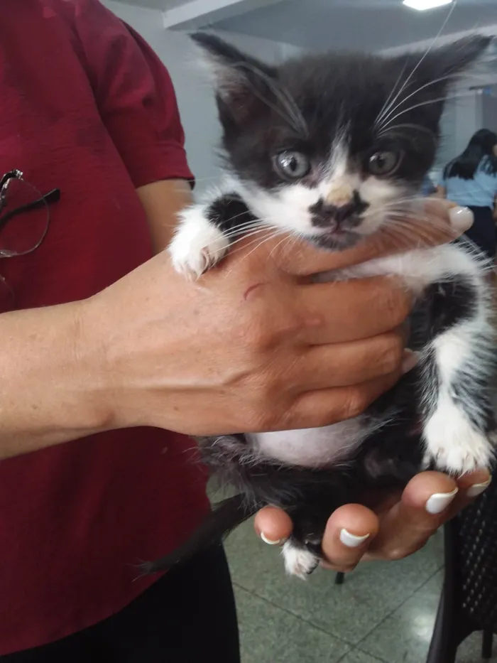 Gato ra a Vira lata idade 2 a 6 meses nome Nao tem
