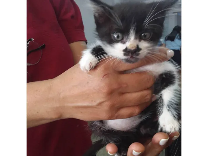 Gato ra a Vira lata idade 2 a 6 meses nome Nao tem