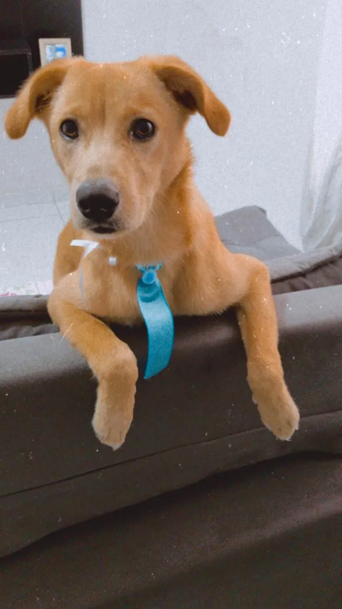 Cachorro raça SRD-ViraLata idade 7 a 11 meses nome Fred