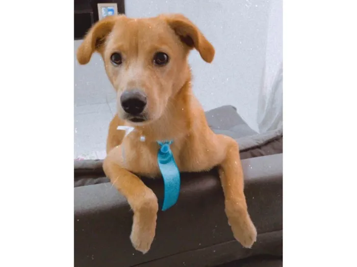 Cachorro raça SRD-ViraLata idade 7 a 11 meses nome Fred