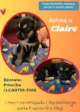 Cachorro raça SRD idade 1 ano nome Claire 