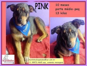 Cachorro raça SRD idade 7 a 11 meses nome Pink 