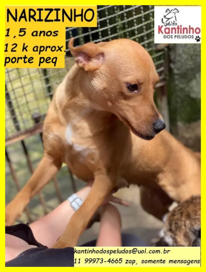 Cachorro raça SRD idade 1 ano nome Narizinho 