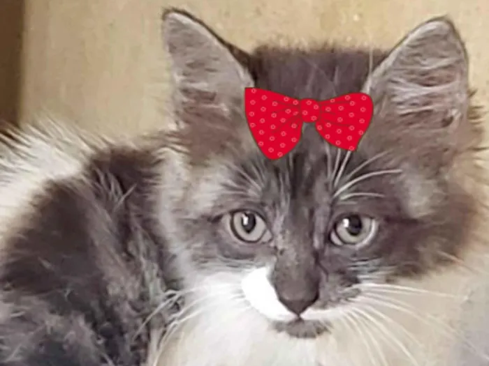 Gato ra a Mestica  idade 2 a 6 meses nome Sofia 