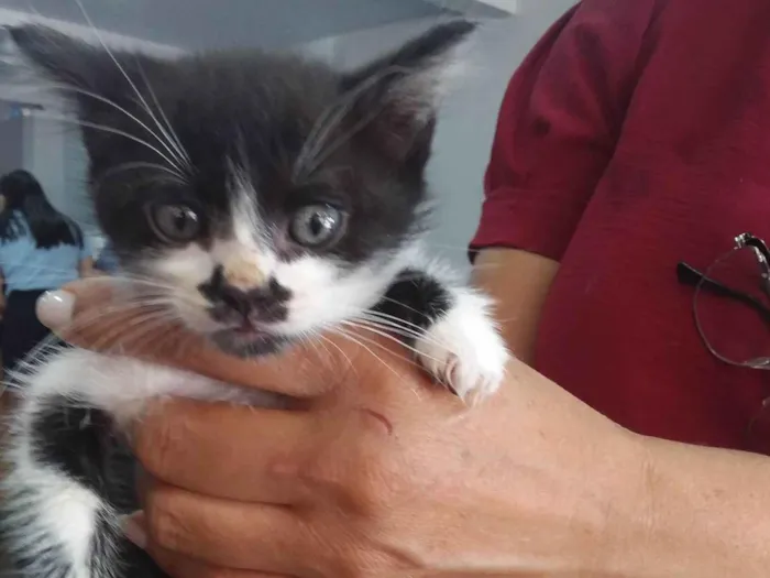 Gato ra a Vira lata idade 2 a 6 meses nome Nao tem