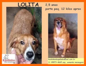Cachorro raça SRD idade 2 anos nome Lolita 