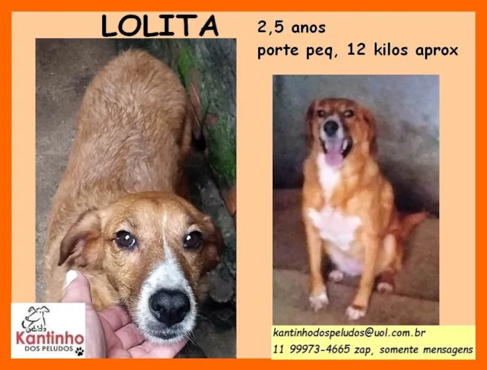 Cachorro ra a SRD idade 2 anos nome Lolita 