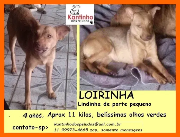 Cachorro ra a SRD idade 4 anos nome Loirinha 