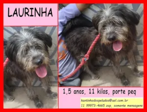 Cachorro raça SRD idade 1 ano nome Laurinha 