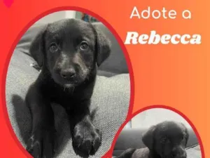 Cachorro raça SRD idade Abaixo de 2 meses nome Rebecca 