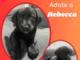 Rebecca