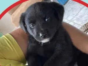 Cachorro raça SRD idade Abaixo de 2 meses nome Richard 