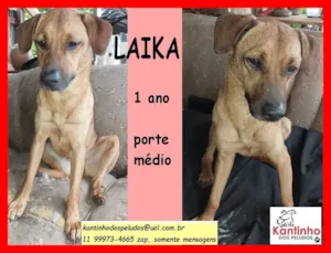 Cachorro raça SRD idade 1 ano nome Laika 