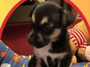 Cachorro raça SRD idade 1 ano nome Claire 