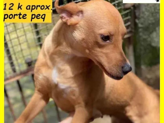 Cachorro raça SRD idade 1 ano nome Narizinho 