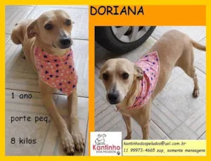 Cachorro raça SRD idade 1 ano nome Doriana 